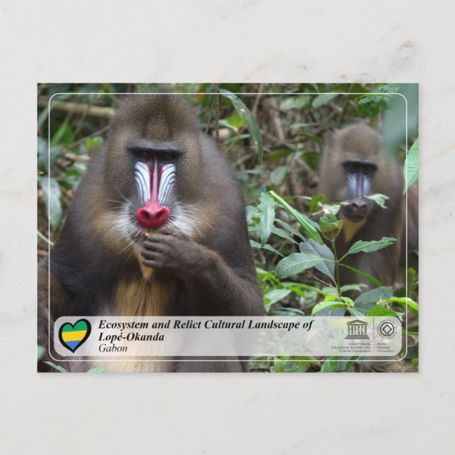 Ecosystem and Cultural Landscape of Lopé-Okanda Postcard (Front)