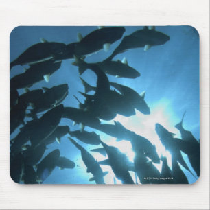 Ecuador, Galapagos archipelago, Wolf Island, Mouse Pad