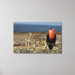 Ecuador, Galapagos, Genovesa Island. Prince Canvas Print