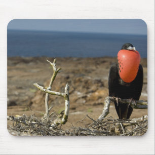 Ecuador, Galapagos, Genovesa Island. Prince Mouse Pad