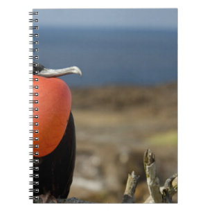 Ecuador, Galapagos, Genovesa Island. Prince Notebook