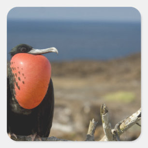 Ecuador, Galapagos, Genovesa Island. Prince Square Sticker
