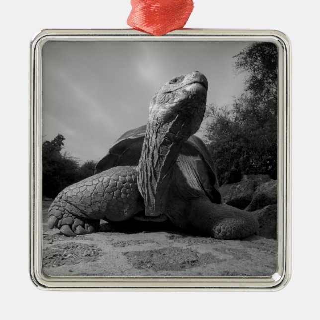 Ecuador, Galapagos Islands National Park, Santa Metal Ornament (Front)