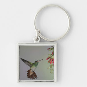 Ecuador, Tandayapa Bird Lodge. Rufous-tailed Keychain