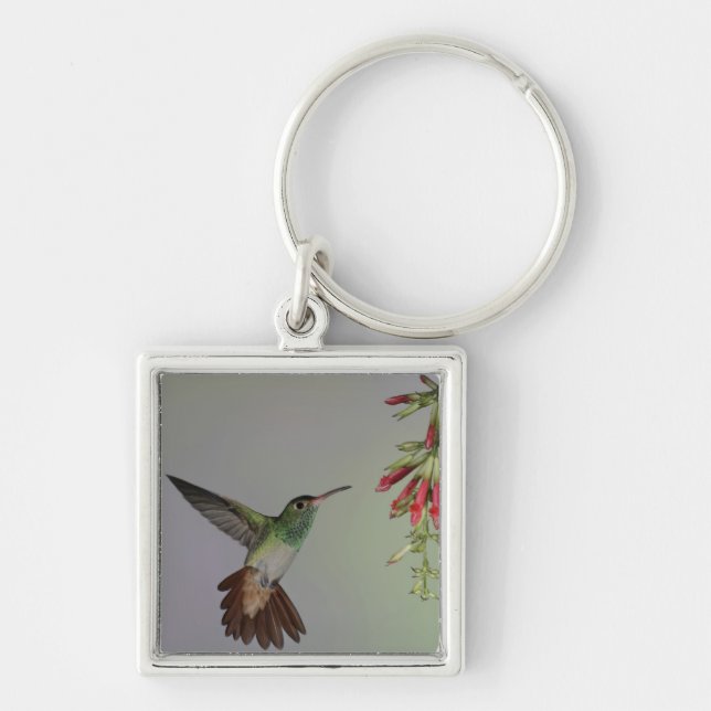 Ecuador, Tandayapa Bird Lodge. Rufous-tailed Keychain (Front)