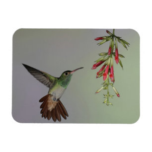 Ecuador, Tandayapa Bird Lodge. Rufous-tailed Magnet