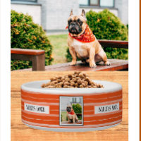 Amoureux des animaux de compagnie Orange Stripes N