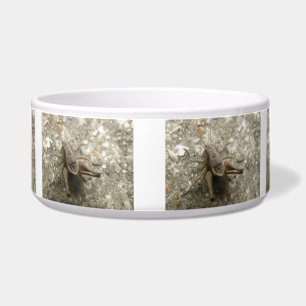 Écuelle Bowl Brown Field Cricket Dog