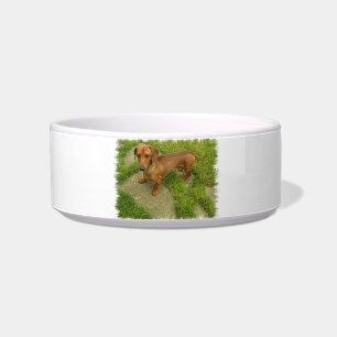 Écuelle Cuvette d'animal familier de Daschund