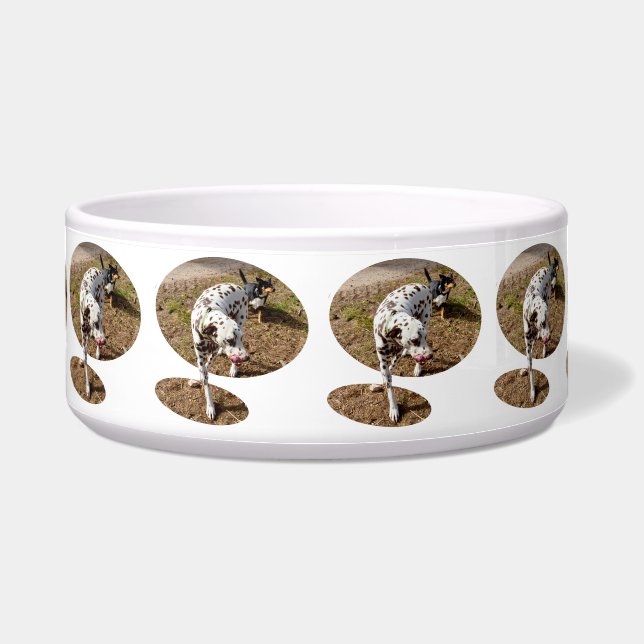 Écuelle Dalmatien tacheté marron (Devant)