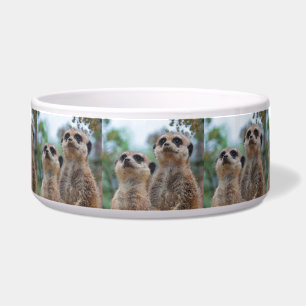 Écuelle Meerkat_2015_0410