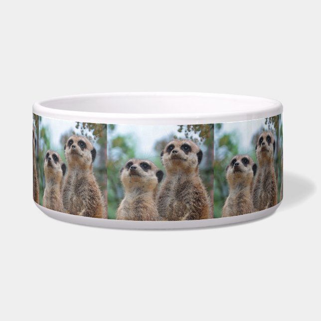 Écuelle Meerkat_2015_0410 (Devant)
