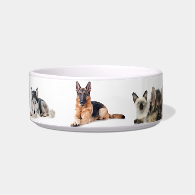 Écuelle Motif de chien (A collection of digitally enhanced images showcases a variety of dogs and a cat!)