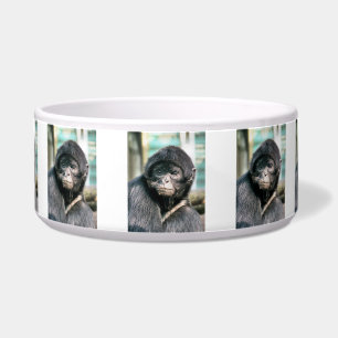 ÉCUELLE SINGES