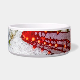 Écuelle Starfish, Zanzibar, Tanzanie