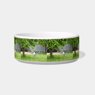 Écuelle Tête effrayée drôle de Fox Terrier,