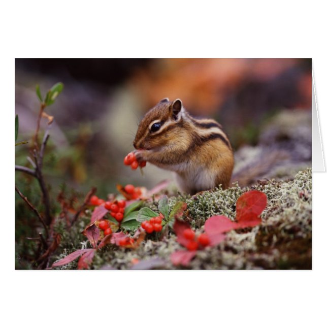 Écureuil (Devant horizontal)