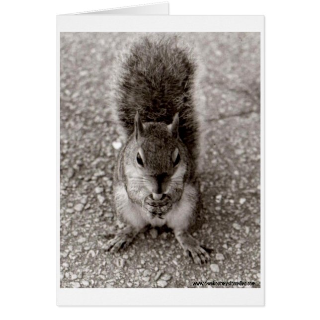 Écureuil à la noix (Devant)