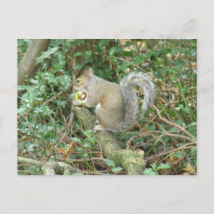 Écureuil avec carte postale Acorn