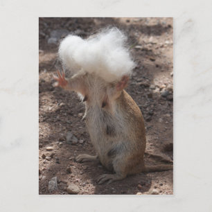 Écureuil contre carte postale fourrure Samoyed