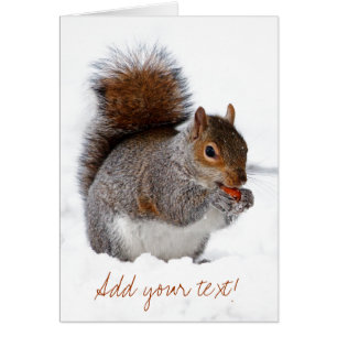 Écureuil dans la neige