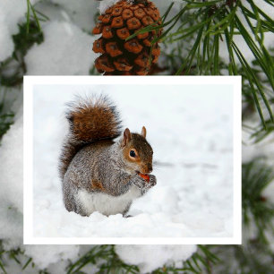Écureuil dans la neige avec carte postale de baie