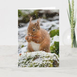 Écureuil dans la neige Carte de Noël
