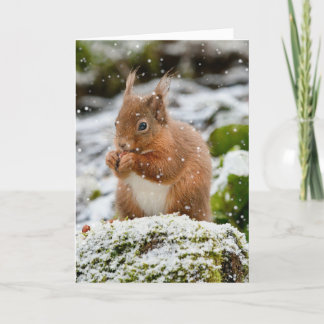 Écureuil dans la neige Carte de Noël