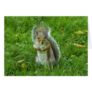 Écureuil gris, Bute Park, Cardiff