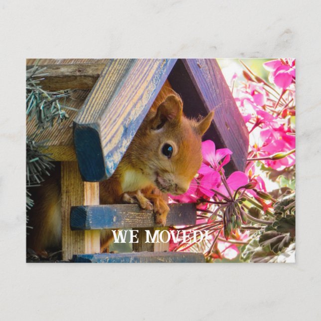 Écureuil Nous Avons Déplacé Carte Postale (Devant)