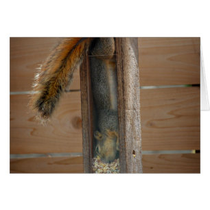 Écureuil raid nourricier d'oiseaux