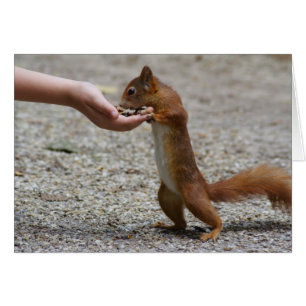 écureuil roux d'Eurasie