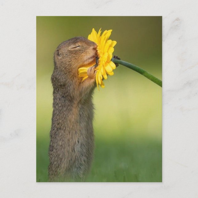 Ecureuil sentant une fleur postcard (Front)
