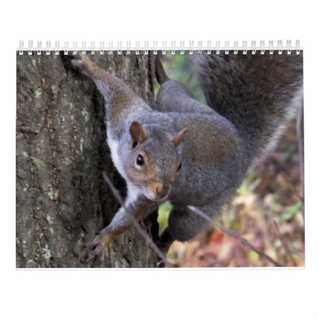 Écureuils de calendrier de Saltus Fidelis (Dos)