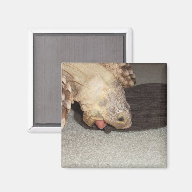 Ed and the Sock, Sulcata Tortoise  Magnet (Front/Back)