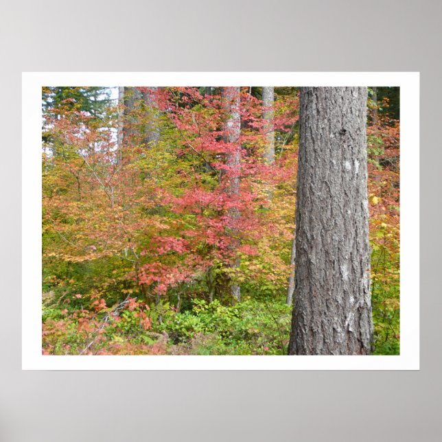 Ed Sutton - Fall Tree Poster (Front)