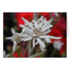 Edelweiss