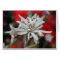 Edelweiss