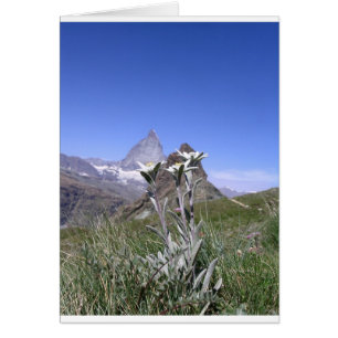 Edelweiss and Matterhorn
