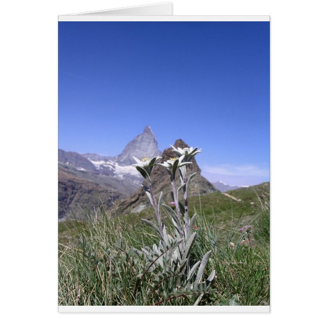 Edelweiss and Matterhorn (Front)
