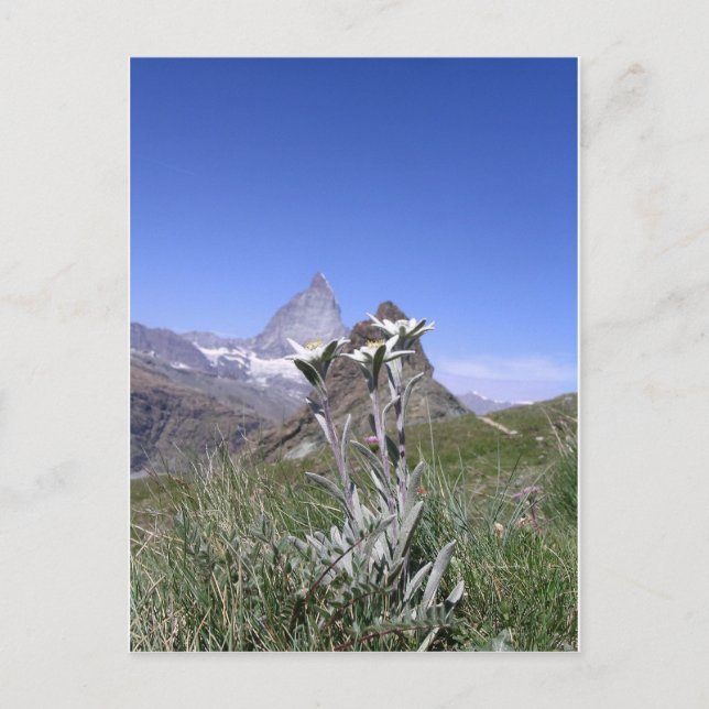 Edelweiss and Matterhorn Postcard (Front)