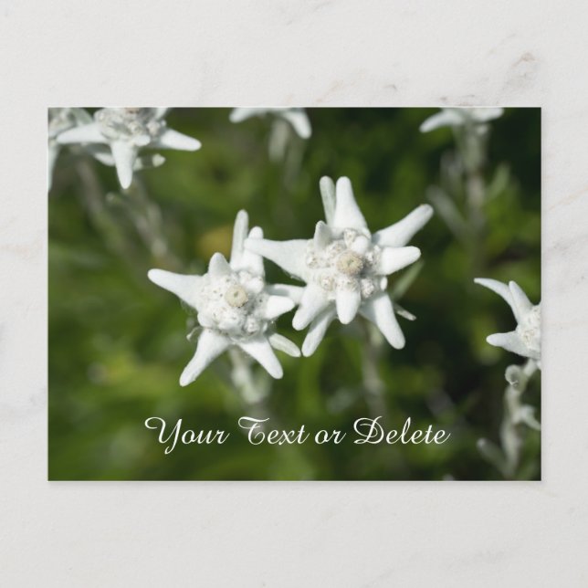 Edelweiss Bloom Postcard (Front)