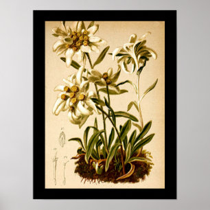 Edelweiss Flowers Vintage Botanical Illustration Poster