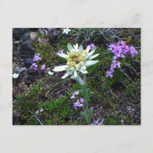 Edelweiss postcard