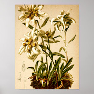 Edelweiss Wildflower Herbs Botanical Illustration  Poster