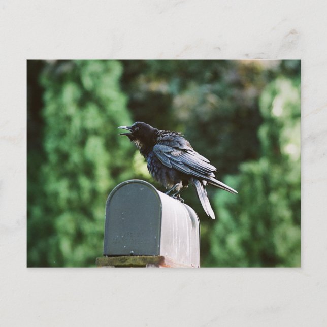 Edgar Allan Crow, carte postale (Devant)