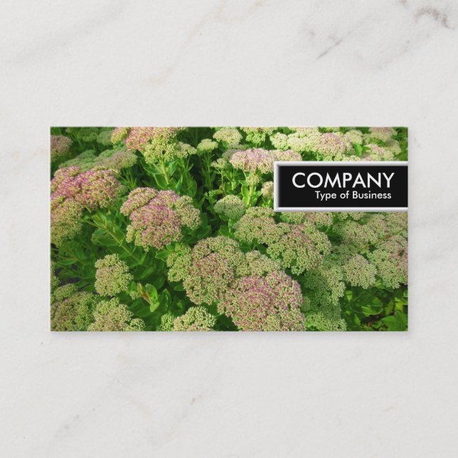 Edge Tag - Sedum "Autumn Joy" (Front)