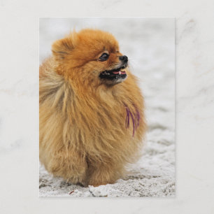 Edgrrr #3 - Pomeranian Postcard