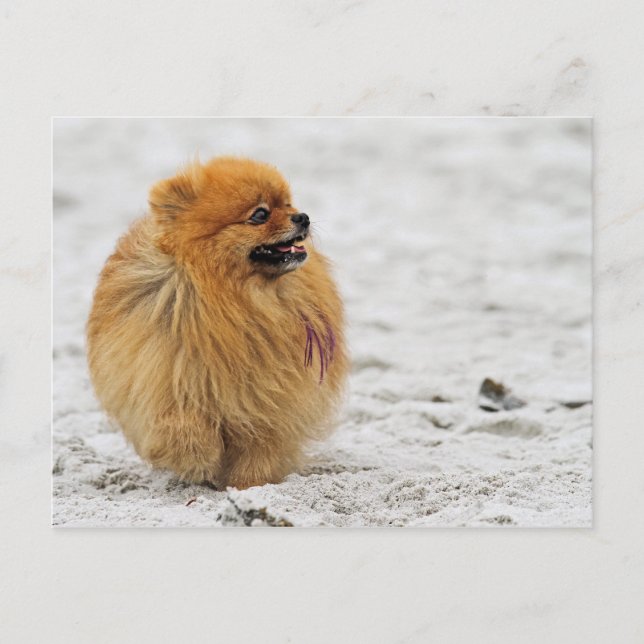 Edgrrrr #3 - Pomeranian Postcard (Front)