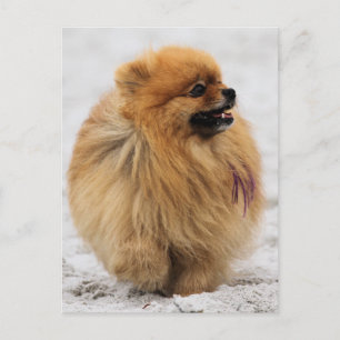 Edgrrrr #3 - Pomeranian Postcard